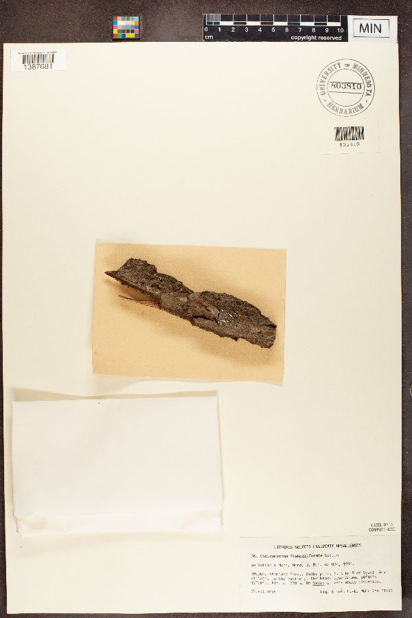 Cheiromycina flabelliformis image