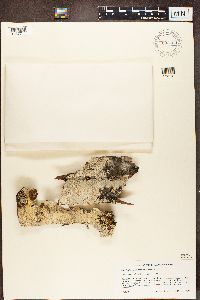 Pertusaria truncata image