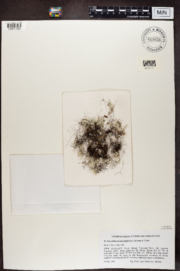Roccellinastrum neglectum image