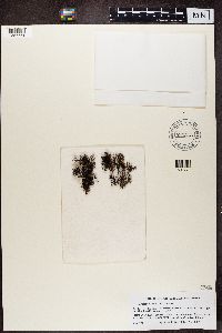 Cetraria steppae image