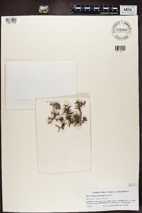 Cladonia subrangiformis image