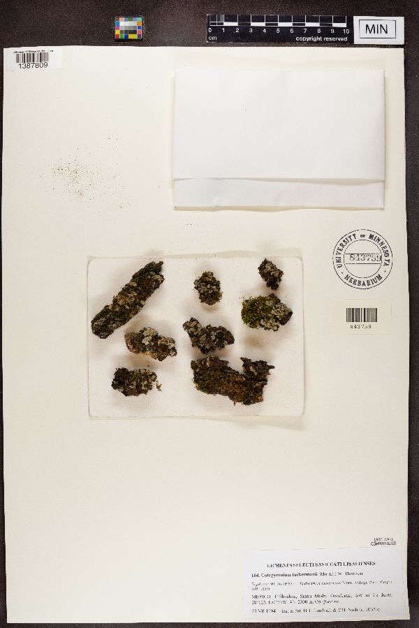 Catapyrenium tuckermanii image