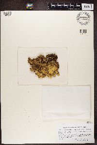Cetrariopsis pallescens image
