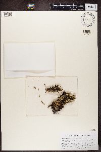 Cladia sullivanii image