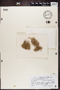 Dendrographa leucophaea image