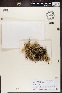 Everniopsis trulla image