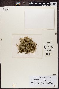 Ramalina calicaris image