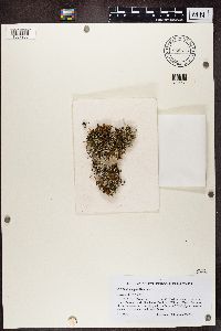 Image of Siphula gracilis
