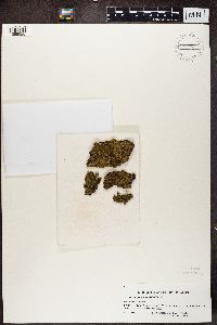 Image of Eschatogonia angustiloba