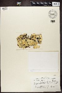 Asahinea chrysantha image