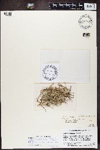 Cladonia ecmocyna image