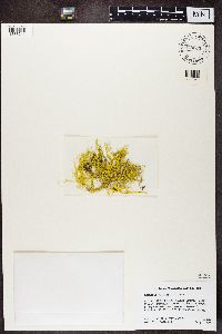 Letharia vulpina image