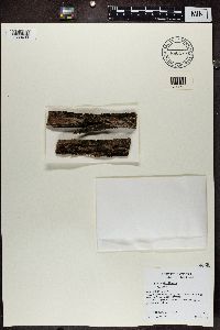 Koerberia biformis image