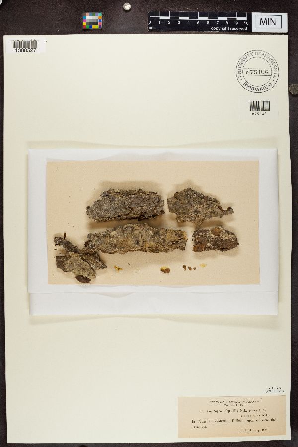 Coniocybe subpallida image