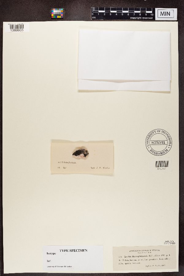 Lecidea helsingforsiensis image