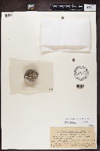 Lecanora albescens image