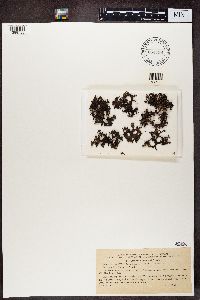 Cetraria islandica f. sorediata image