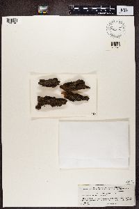 Arthonia spadicea image