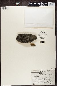Lecidea grisella image