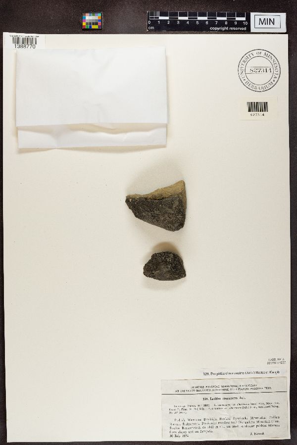 Lecidea cinereoatra image