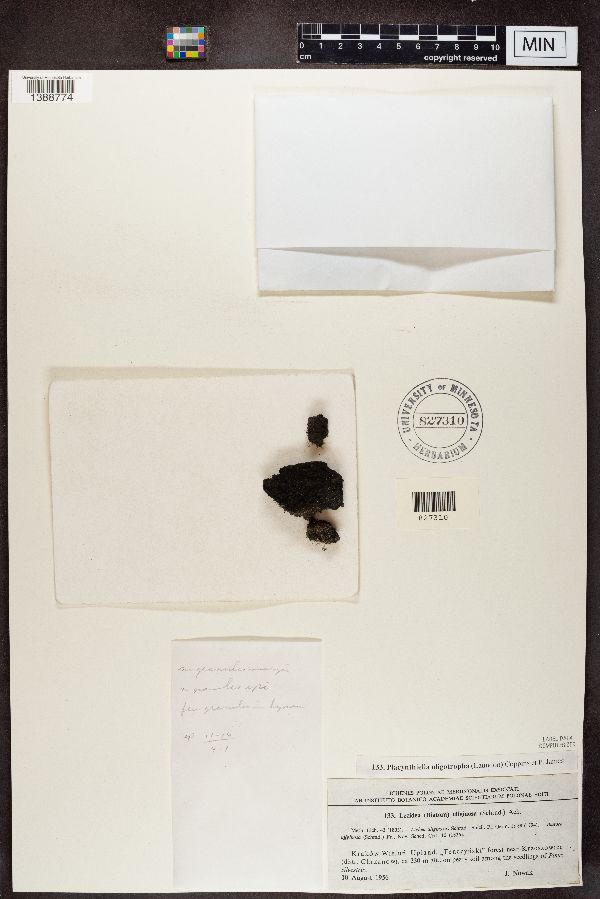 Lecidea uliginosa image