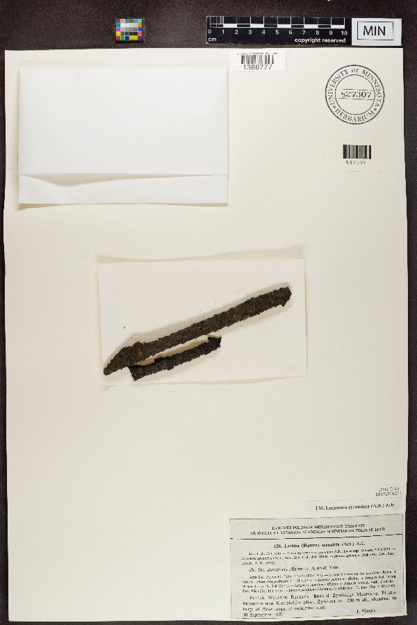 Lecidea symmicta f. pumilionis image