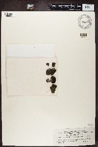 Cladonia cariosa image