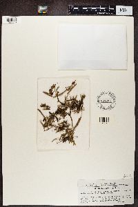 Cladonia gracilis image
