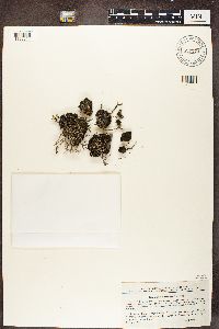 Cladonia subulata image