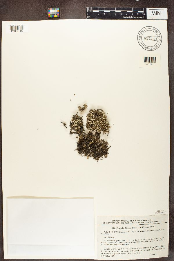Cladonia foliacea var. foliacea image