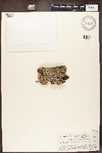 Hypogymnia farinacea image
