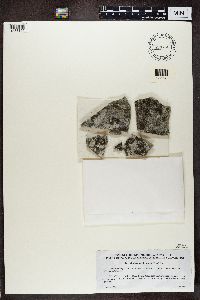 Caloplaca erythrocarpa image