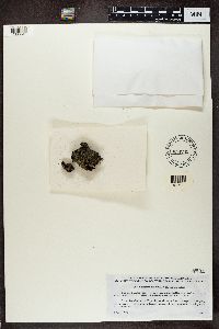 Catapyrenium waltheri image