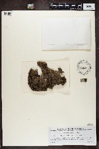Lasallia pustulata image