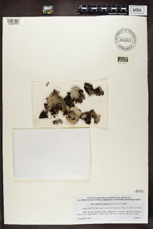 Umbilicaria hirsuta image