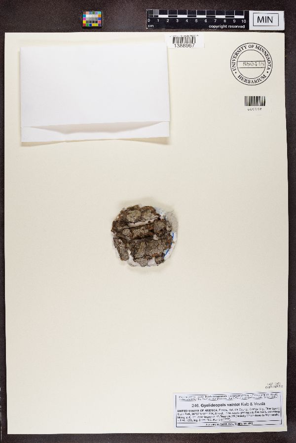 Gyalideopsis vainioi image