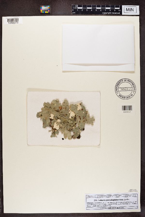 Lobaria pseudoglaberrima image