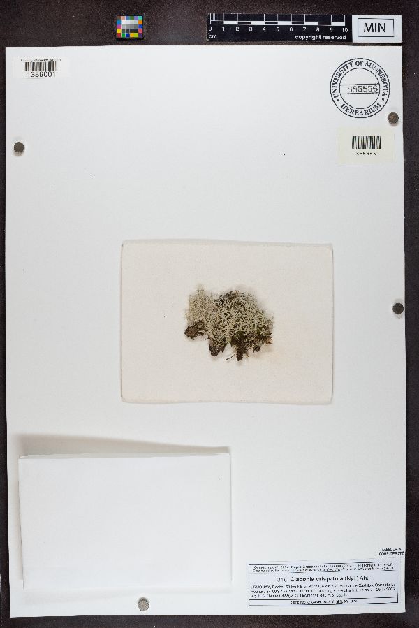 Cladonia crispatula image