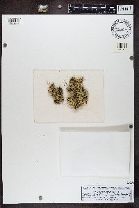 Cladonia substellata image