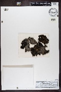 Lasallia pustulata image