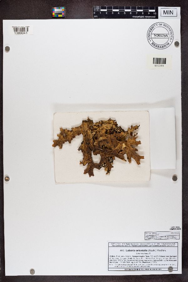 Lobaria orientalis image