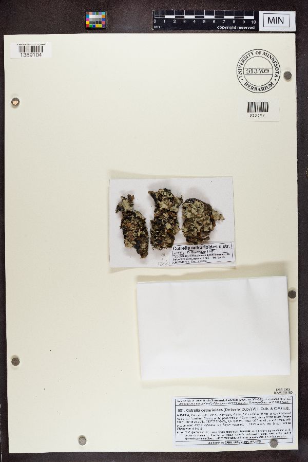 Cetrelia cetrarioides image