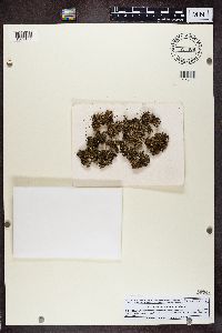 Cladonia fenestralis image