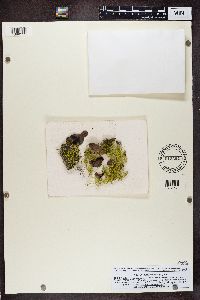 Letharia vulpina image