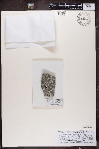 Pyrenodesmia chalybaea image