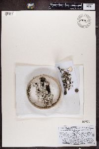 Lepraria caesioalba image