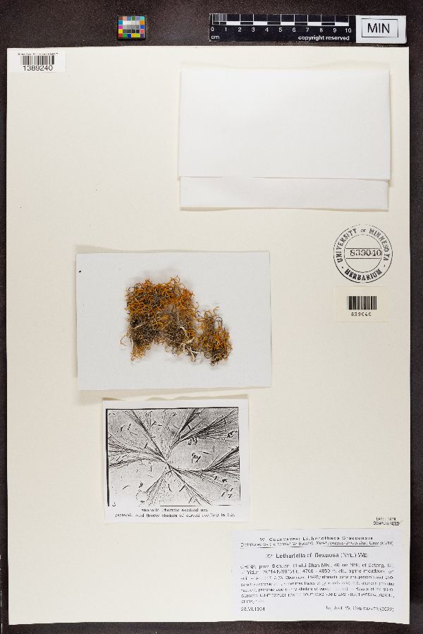 Lethariella flexuosa image