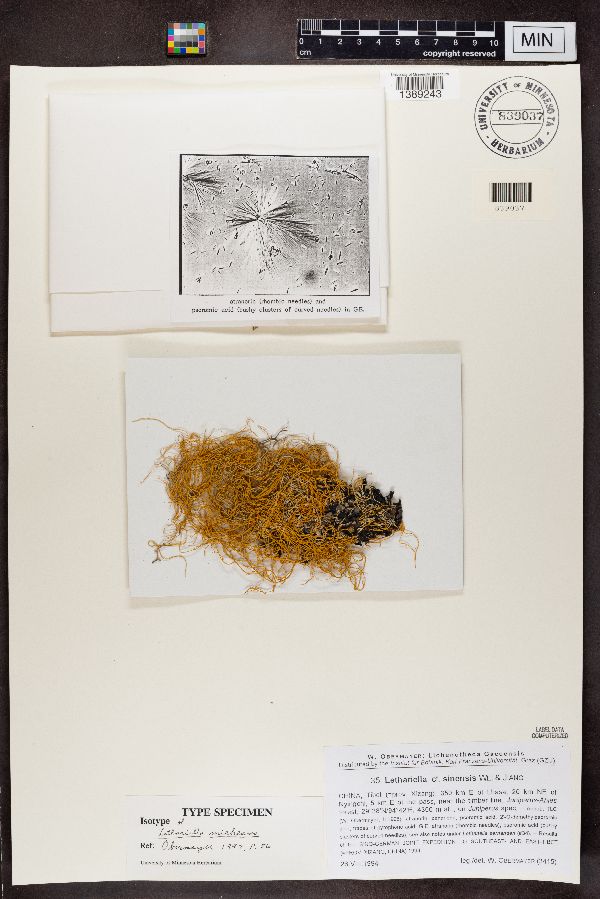 Lethariella sinensis image