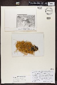 Image of Lethariella sinensis