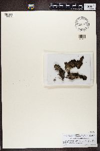 Lasallia pustulata image